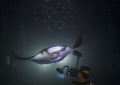   Manta night dive near Kailua Kona Intl Airport Aggressor. We were graced twelve mantas his evening. Aggressor evening  